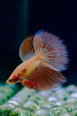 Tayland 'dan uzun kuyruklu Beta balığı erkek. Siyah arka planda izole edilmiş Siyam dövüşçü balığı.