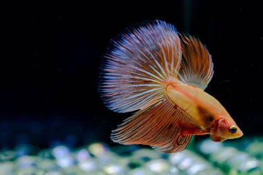 Tayland 'dan uzun kuyruklu Beta balığı erkek. Siyah arka planda izole edilmiş Siyam dövüşçü balığı.