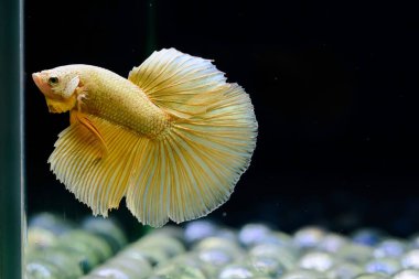 Tayland 'dan uzun kuyruklu Beta balığı erkek. Siyah arka planda izole edilmiş Siyam dövüşçü balığı.