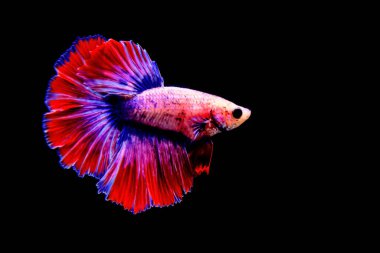 Tayland 'dan uzun kuyruklu Beta balığı erkek. Siyah arka planda izole edilmiş Siyam dövüşçü balığı.