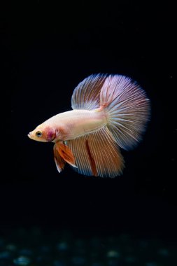 Tayland 'dan uzun kuyruklu Beta balığı erkek. Siyah arka planda izole edilmiş Siyam dövüşçü balığı.