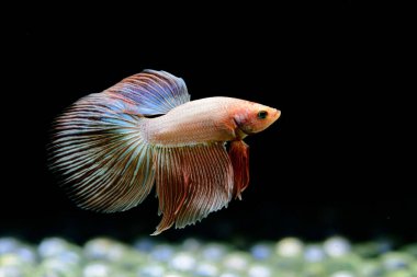 Tayland 'dan uzun kuyruklu Beta balığı erkek. Siyah arka planda izole edilmiş Siyam dövüşçü balığı.