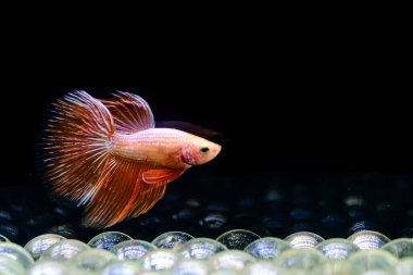 Tayland 'dan uzun kuyruklu Beta balığı erkek. Siyah arka planda izole edilmiş Siyam dövüşçü balığı.