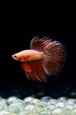 Tayland 'dan uzun kuyruklu Beta balığı erkek. Siyah arka planda izole edilmiş Siyam dövüşçü balığı.