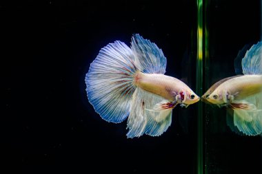 Tayland 'dan uzun kuyruklu Beta balığı erkek. Siyah arka planda izole edilmiş Siyam dövüşçü balığı.