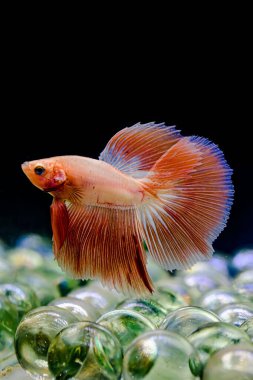 Tayland 'dan uzun kuyruklu Beta balığı erkek. Siyah arka planda izole edilmiş Siyam dövüşçü balığı.