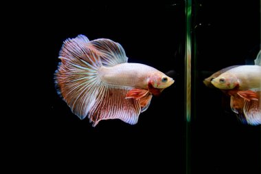 Tayland 'dan uzun kuyruklu Beta balığı erkek. Siyah arka planda izole edilmiş Siyam dövüşçü balığı.