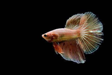 Tayland 'dan uzun kuyruklu Beta balığı erkek. Siyah arka planda izole edilmiş Siyam dövüşçü balığı.