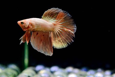 Tayland 'dan uzun kuyruklu Beta balığı erkek. Siyah arka planda izole edilmiş Siyam dövüşçü balığı.