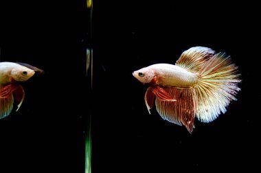 Tayland 'dan uzun kuyruklu Beta balığı erkek. Siyah arka planda izole edilmiş Siyam dövüşçü balığı.