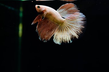 Tayland 'dan uzun kuyruklu Beta balığı erkek. Siyah arka planda izole edilmiş Siyam dövüşçü balığı.