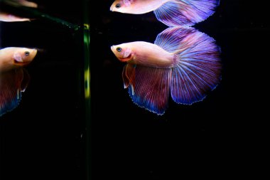 Tayland 'dan uzun kuyruklu Beta balığı erkek. Siyah arka planda izole edilmiş Siyam dövüşçü balığı.