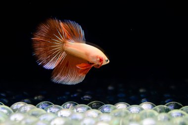 Tayland 'dan uzun kuyruklu Beta balığı erkek. Siyah arka planda izole edilmiş Siyam dövüşçü balığı.