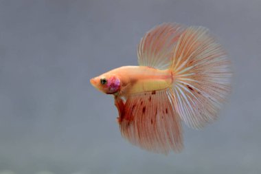 Beta balığı erkek Fancy Orange Vanda veya Rose Gold Halfmoon Tayland 'dan uzun kuyruklar, Gri Arkaplan' da izole edilmiş Siyam dövüş balığı