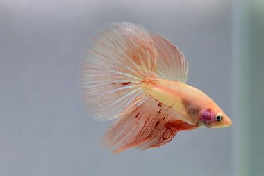 Beta balığı erkek Fancy Orange Vanda veya Rose Gold Halfmoon Tayland 'dan uzun kuyruklar, Gri Arkaplan' da izole edilmiş Siyam dövüş balığı