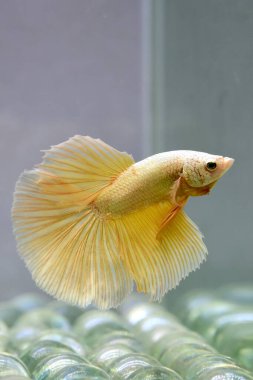 Tayland 'dan uzun kuyruklu Beta balığı erkek Fancy Gold Yarım Ay, Gri Arkaplanda izole edilmiş Siyam dövüş balığı
