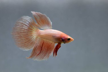 Beta balığı erkek Fancy Orange Vanda veya Rose Gold Halfmoon Tayland 'dan uzun kuyruklar, Gri Arkaplan' da izole edilmiş Siyam dövüş balığı