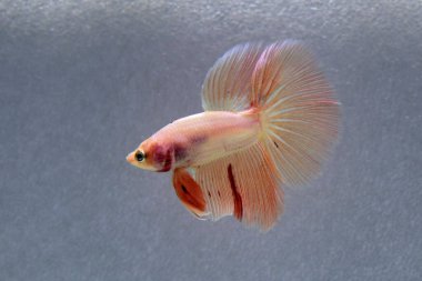 Beta balığı erkek Fancy Orange Vanda veya Rose Gold Halfmoon Tayland 'dan uzun kuyruklar, Gri Arkaplan' da izole edilmiş Siyam dövüş balığı