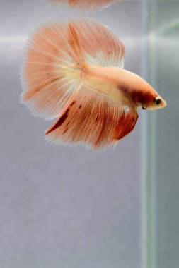 Beta balığı erkek Fancy Orange Vanda veya Rose Gold Halfmoon Tayland 'dan uzun kuyruklar, Gri Arkaplan' da izole edilmiş Siyam dövüş balığı