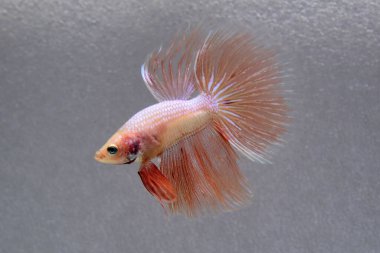 Beta balıklı erkek Fancy Pembe Turuncu Vanda Halfmoon Tayland 'dan uzun kuyruklar, Gri Arkaplan' da izole edilmiş Siyam dövüş balığı