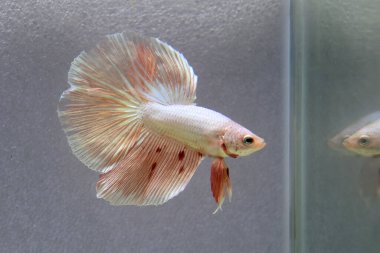 Beta balığı erkek Fancy Orange Vanda veya Rose Gold Halfmoon Tayland 'dan uzun kuyruklar, Gri Arkaplan' da izole edilmiş Siyam dövüş balığı