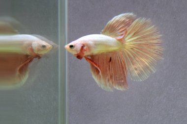 Beta balığı erkek Fancy Orange Vanda veya Rose Gold Halfmoon Tayland 'dan uzun kuyruklar, Gri Arkaplan' da izole edilmiş Siyam dövüş balığı