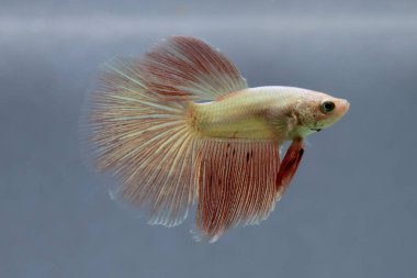 Beta balığı erkek Fancy Orange Vanda veya Rose Gold Halfmoon Tayland 'dan uzun kuyruklar, Gri Arkaplan' da izole edilmiş Siyam dövüş balığı