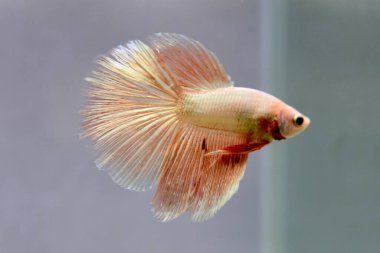 Beta balığı erkek Fancy Orange Vanda veya Rose Gold Halfmoon Tayland 'dan uzun kuyruklar, Gri Arkaplan' da izole edilmiş Siyam dövüş balığı