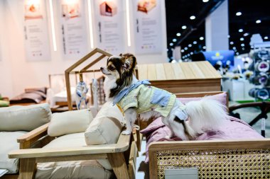 QSNCC 'de Tayland' da Hayvan Fuarı Şampiyonası. Ziyaretçiler evcil hayvanlarını alışverişe getirebilir ve diğer evcil hayvan severler ile etkinliklerin tadını çıkarabilirler. Bangkok, Tayland - 31 Temmuz 2025.