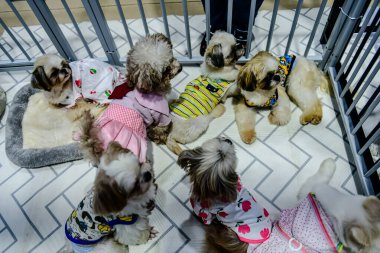 QSNCC 'de Tayland' da Hayvan Fuarı Şampiyonası. Ziyaretçiler evcil hayvanlarını alışverişe getirebilir ve diğer evcil hayvan severler ile etkinliklerin tadını çıkarabilirler. Bangkok, Tayland - 31 Temmuz 2025.