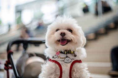 QSNCC 'de Tayland' da Hayvan Fuarı. Ziyaretçiler evcil hayvanlarını alışverişe getirebilir ve diğer evcil hayvan severler ile etkinliklerin tadını çıkarabilirler. Bangkok, Tayland - 2 Ağustos 2025.
