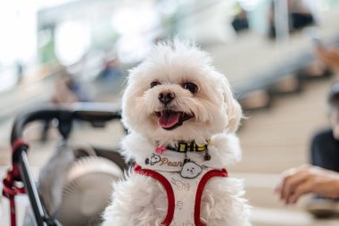 QSNCC 'de Tayland' da Hayvan Fuarı. Ziyaretçiler evcil hayvanlarını alışverişe getirebilir ve diğer evcil hayvan severler ile etkinliklerin tadını çıkarabilirler. Bangkok, Tayland - 2 Ağustos 2025.