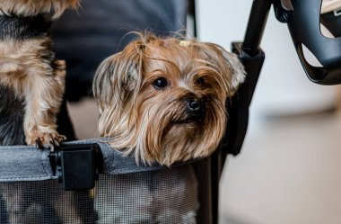 QSNCC 'de Tayland' da Hayvan Fuarı. Ziyaretçiler, alışveriş için kendi hayvanlarını getirebilir ve diğer evcil hayvan severler ile etkinliklerin tadını çıkarabilirler. Bangkok, Tayland - 2 Ağustos 2025.