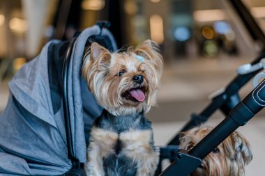 QSNCC 'de Tayland' da Hayvan Fuarı. Ziyaretçiler, alışveriş için kendi hayvanlarını getirebilir ve diğer evcil hayvan severler ile etkinliklerin tadını çıkarabilirler. Bangkok, Tayland - 2 Ağustos 2025.