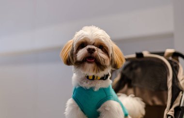 QSNCC 'de Tayland' da Hayvan Fuarı. Ziyaretçiler, alışveriş için kendi hayvanlarını getirebilir ve diğer evcil hayvan severler ile etkinliklerin tadını çıkarabilirler. Bangkok, Tayland - 2 Ağustos 2025.