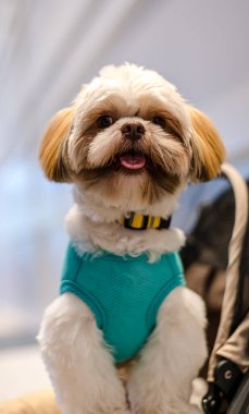 QSNCC 'de Tayland' da Hayvan Fuarı. Ziyaretçiler, alışveriş için kendi hayvanlarını getirebilir ve diğer evcil hayvan severler ile etkinliklerin tadını çıkarabilirler. Bangkok, Tayland - 2 Ağustos 2025.