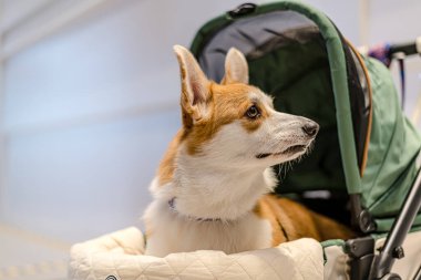 QSNCC 'de Tayland' da Hayvan Fuarı. Ziyaretçiler, alışveriş için kendi hayvanlarını getirebilir ve diğer evcil hayvan severler ile etkinliklerin tadını çıkarabilirler. Bangkok, Tayland - 2 Ağustos 2025.