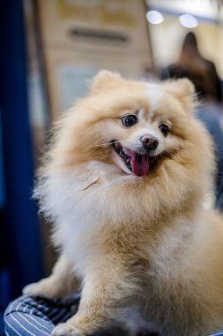 QSNCC 'de Tayland' da Hayvan Fuarı. Ziyaretçiler, alışveriş için kendi hayvanlarını getirebilir ve diğer evcil hayvan severler ile etkinliklerin tadını çıkarabilirler. Bangkok, Tayland - 2 Ağustos 2025.