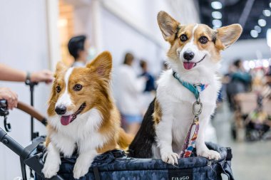 QSNCC 'de Tayland' da Hayvan Fuarı. Ziyaretçiler, alışveriş için kendi hayvanlarını getirebilir ve diğer evcil hayvan severler ile etkinliklerin tadını çıkarabilirler. Bangkok, Tayland - 2 Ağustos 2025.