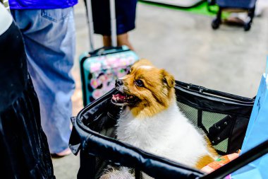 QSNCC 'de Tayland' da Hayvan Fuarı. Ziyaretçiler, alışveriş için kendi hayvanlarını getirebilir ve diğer evcil hayvan severler ile etkinliklerin tadını çıkarabilirler. Bangkok, Tayland - 2 Ağustos 2025.