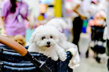 QSNCC 'de Tayland' da Hayvan Fuarı. Ziyaretçiler, alışveriş için kendi hayvanlarını getirebilir ve diğer evcil hayvan severler ile etkinliklerin tadını çıkarabilirler. Bangkok, Tayland - 2 Ağustos 2025.