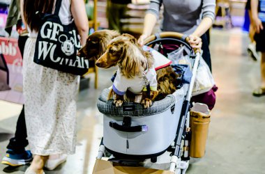 QSNCC 'de Tayland' da Hayvan Fuarı. Ziyaretçiler, alışveriş için kendi hayvanlarını getirebilir ve diğer evcil hayvan severler ile etkinliklerin tadını çıkarabilirler. Bangkok, Tayland - 2 Ağustos 2025.