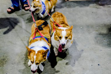 QSNCC 'de Tayland' da Hayvan Fuarı. Ziyaretçiler, alışveriş için kendi hayvanlarını getirebilir ve diğer evcil hayvan severler ile etkinliklerin tadını çıkarabilirler. Bangkok, Tayland - 2 Ağustos 2025.