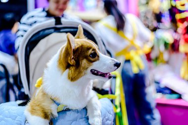 QSNCC 'de Tayland' da Hayvan Fuarı. Ziyaretçiler, alışveriş için kendi hayvanlarını getirebilir ve diğer evcil hayvan severler ile etkinliklerin tadını çıkarabilirler. Bangkok, Tayland - 2 Ağustos 2025.