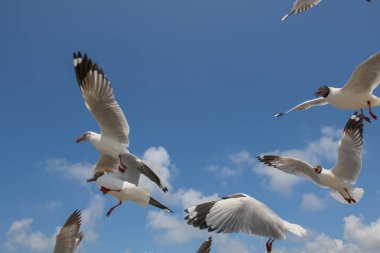 Güzel, berrak gökyüzünde uçan martılar, onlarla beslenen yiyeceklerin peşinde koşuyorlar..