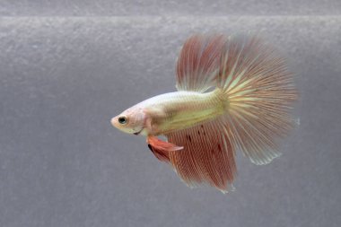 Beta balığı Fancy pembe veya turuncu vanda Halfmoon Tayland 'dan, Siyam dövüş balığı Gri Arkaplan' da izole.