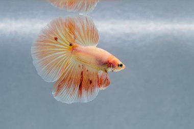 Beta balığı Fancy pembe veya turuncu vanda Halfmoon Tayland 'dan, Siyam dövüş balığı Gri Arkaplan' da izole.