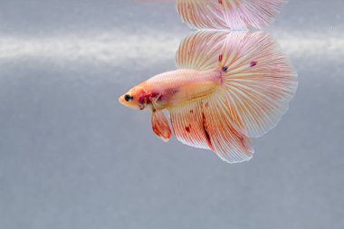 Beta balığı Fancy pembe veya turuncu vanda Halfmoon Tayland 'dan, Siyam dövüş balığı Gri Arkaplan' da izole.