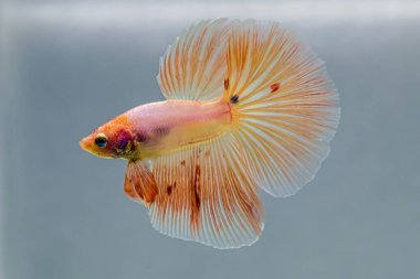 Beta balığı Fancy pembe veya turuncu vanda Halfmoon Tayland 'dan, Siyam dövüş balığı Gri Arkaplan' da izole.