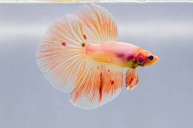 Beta balığı Fancy pembe veya turuncu vanda Halfmoon Tayland 'dan, Siyam dövüş balığı Gri Arkaplan' da izole.